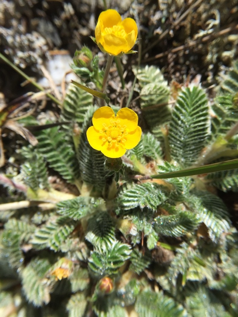 Argentina tugitakensis photo 4