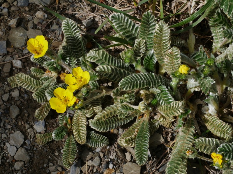 Argentina tugitakensis photo 5