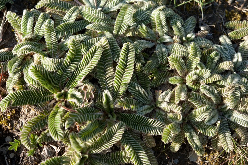 Argentina tugitakensis photo 8