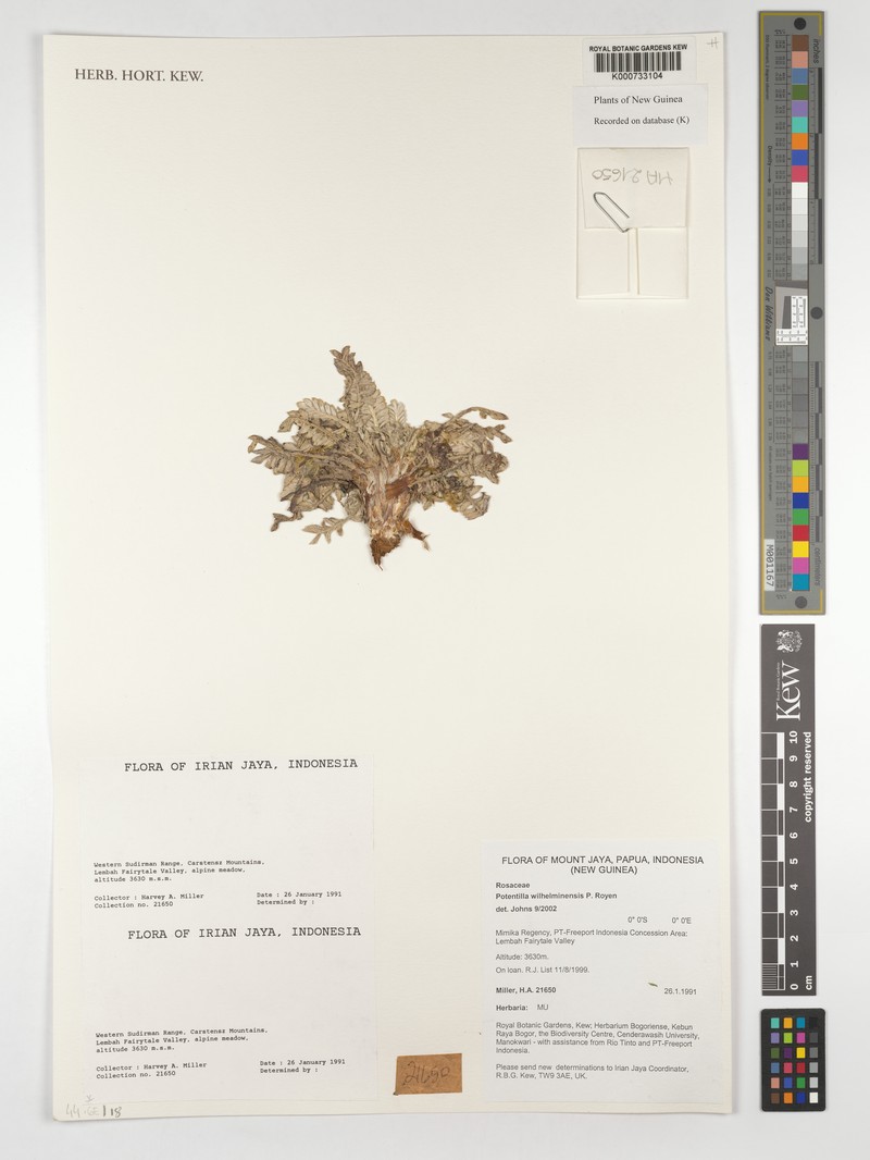 Argentina wilhelminensis photo 4