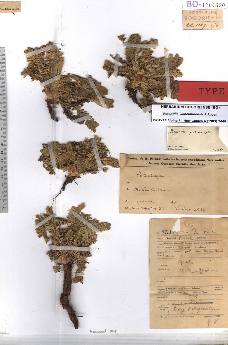 Argentina wilhelminensis