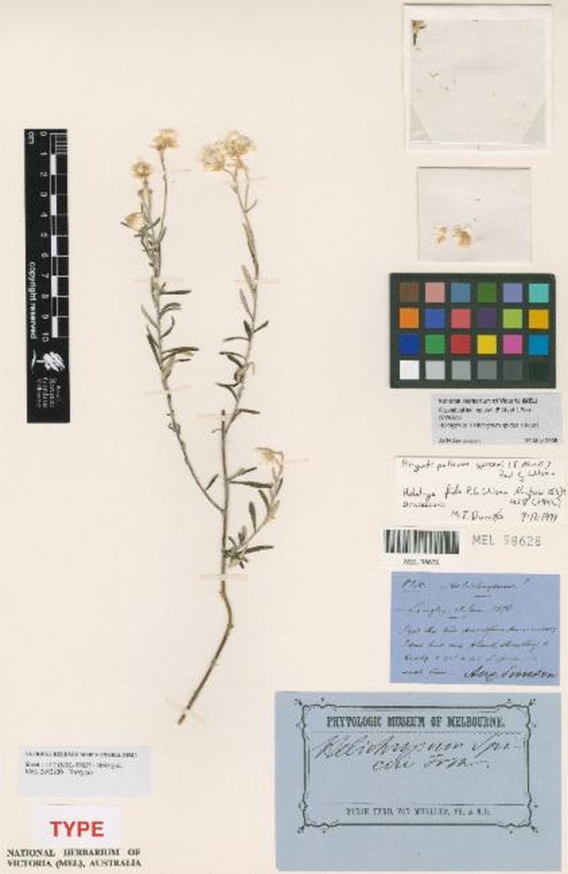 Argentipallium × spiceri