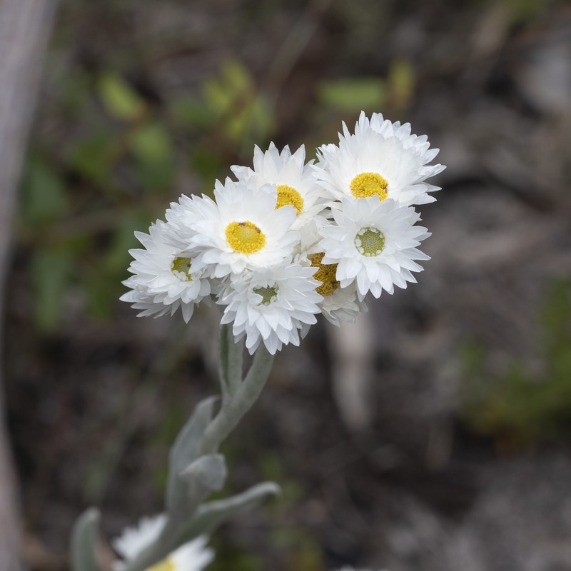 Argentipallium blandowskianum