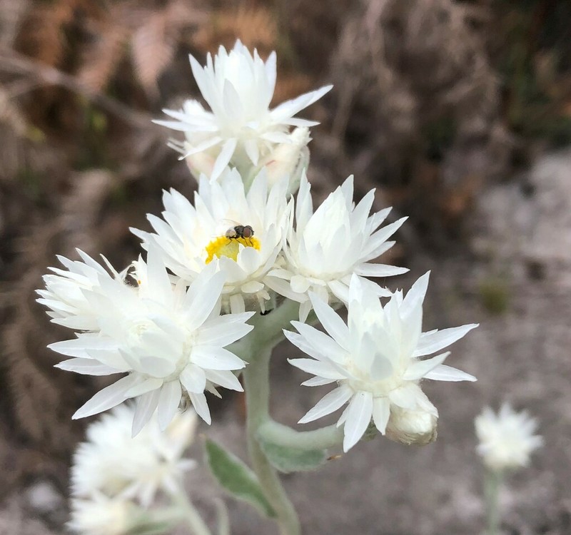 Argentipallium blandowskianum photo 2