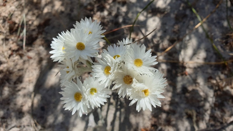 Argentipallium blandowskianum photo 3