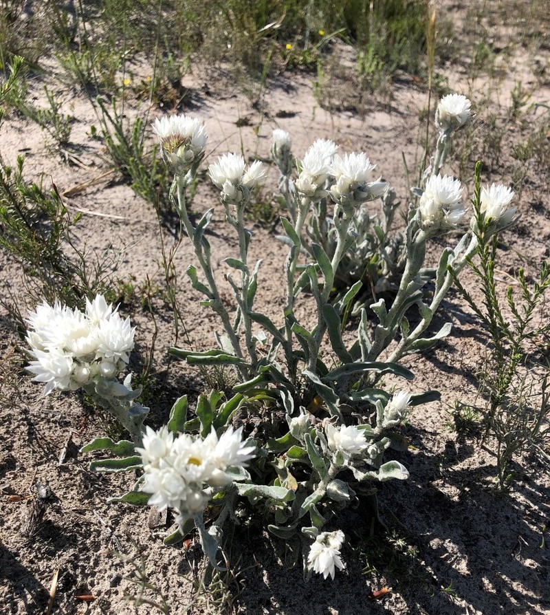 Argentipallium blandowskianum photo 4
