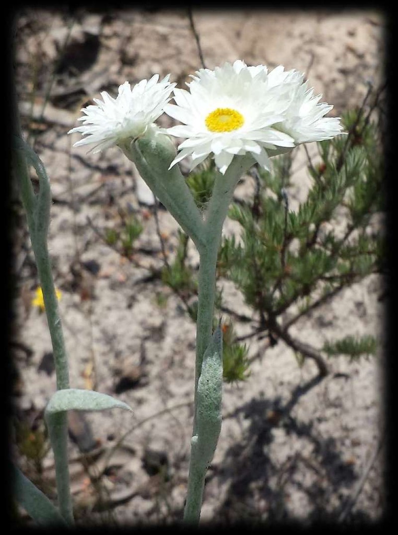 Argentipallium blandowskianum photo 5