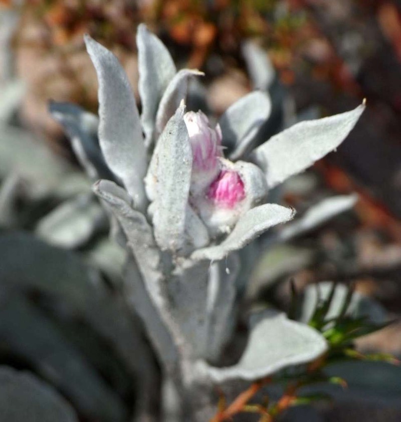Argentipallium blandowskianum photo 6