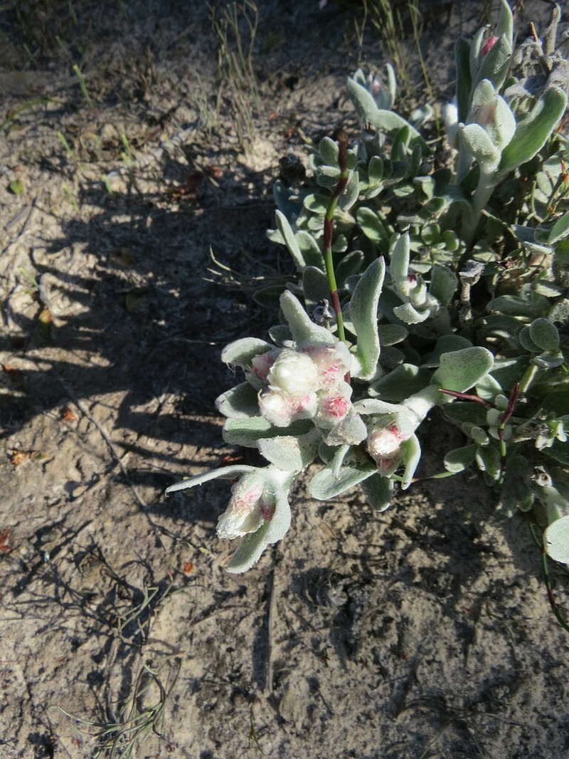 Argentipallium blandowskianum photo 7
