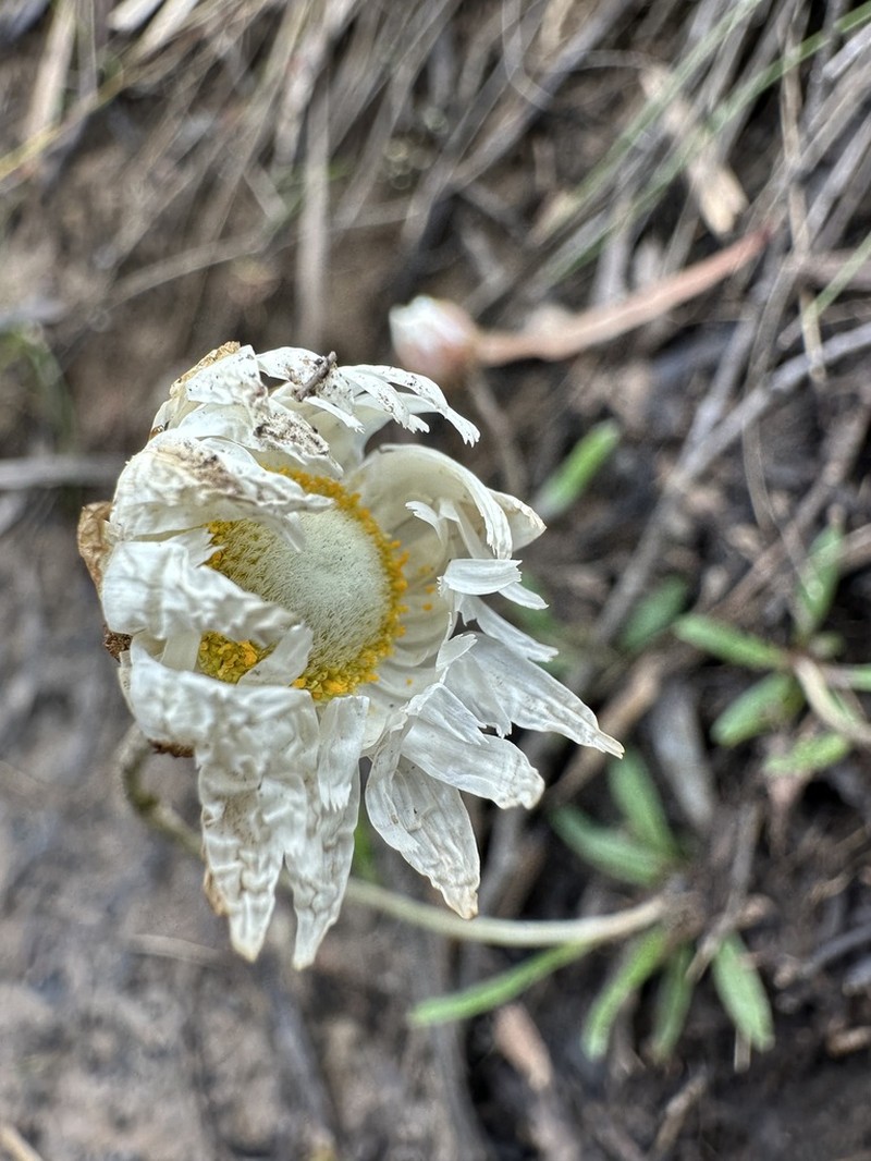 Argentipallium dealbatum