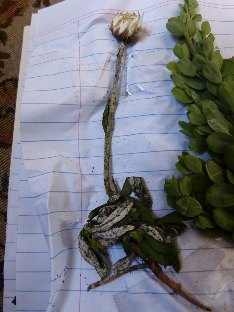 Argentipallium dealbatum photo 3