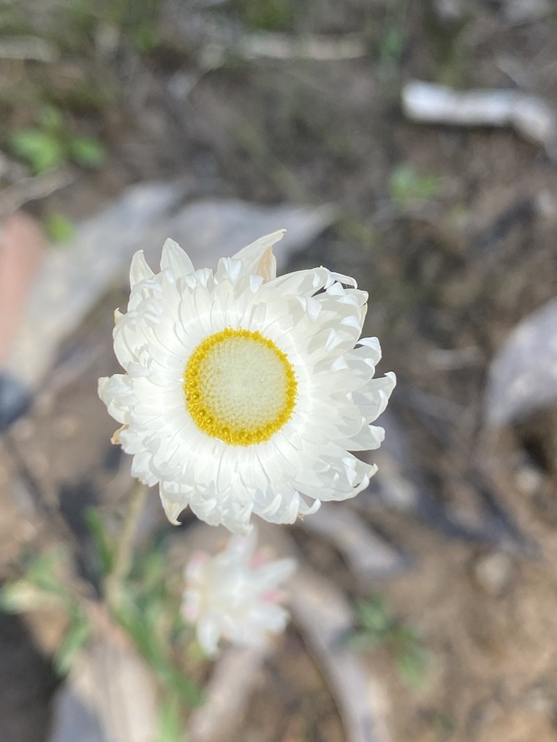 Argentipallium dealbatum photo 6