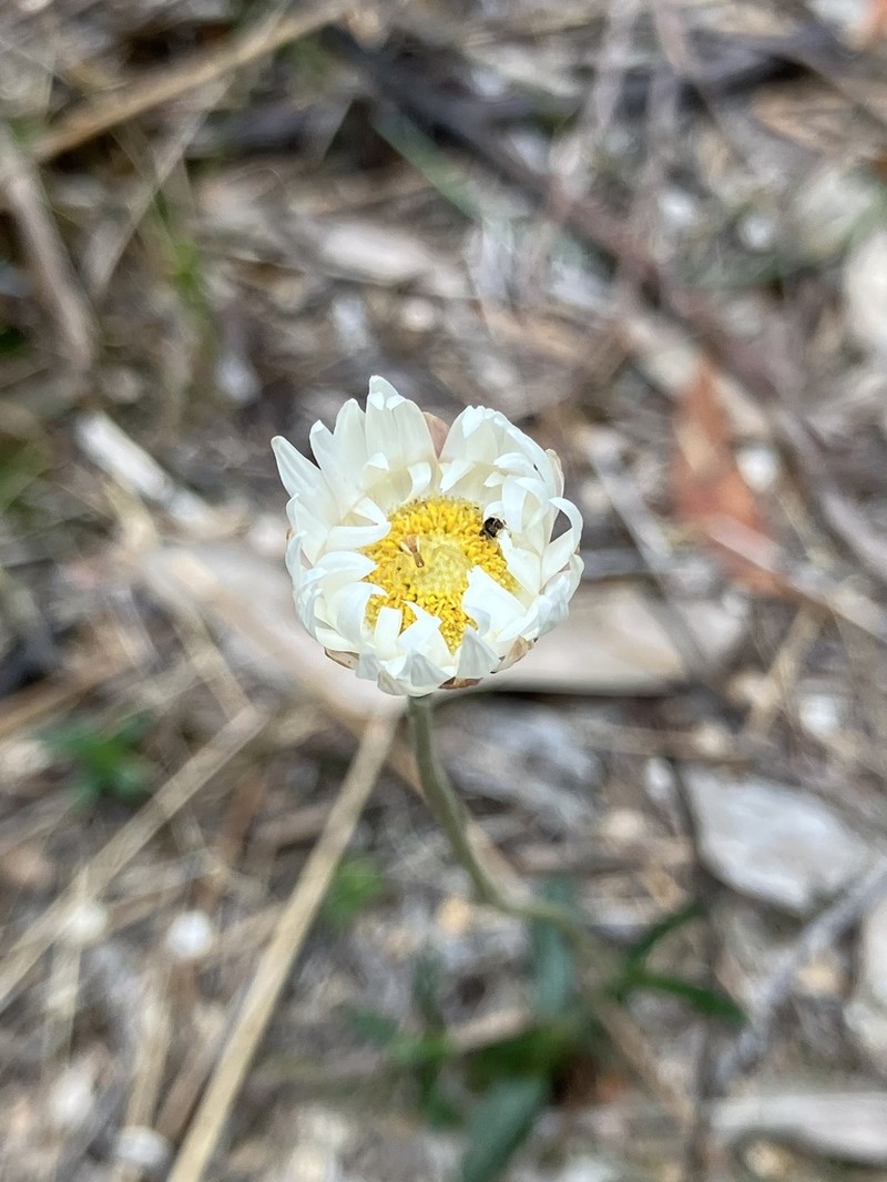 Argentipallium dealbatum photo 7