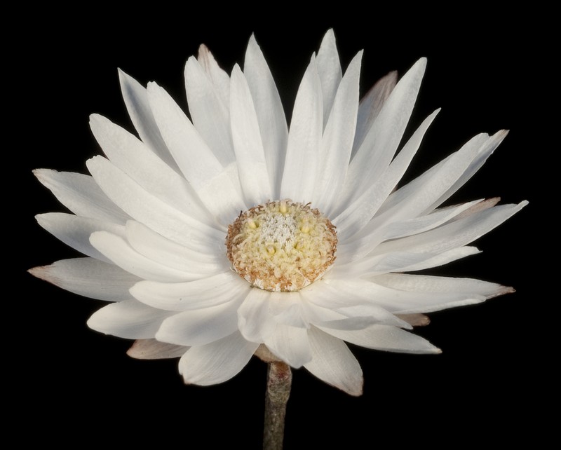 Argentipallium niveum
