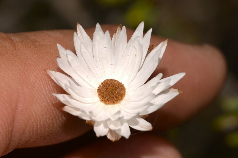 Argentipallium niveum photo 2