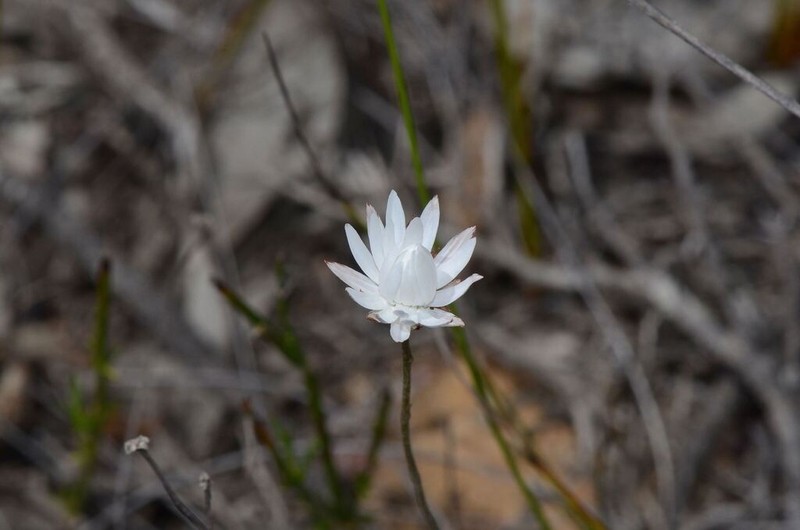 Argentipallium niveum photo 3