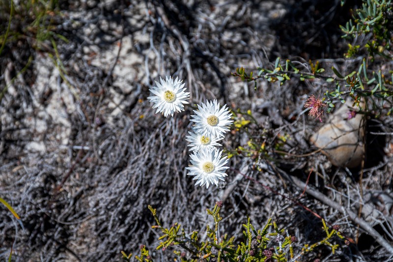 Argentipallium niveum photo 4