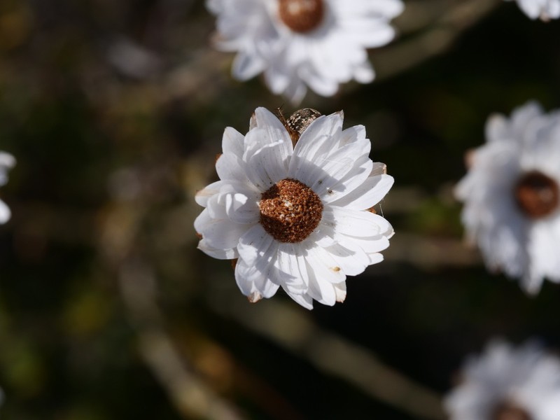 Argentipallium niveum photo 7