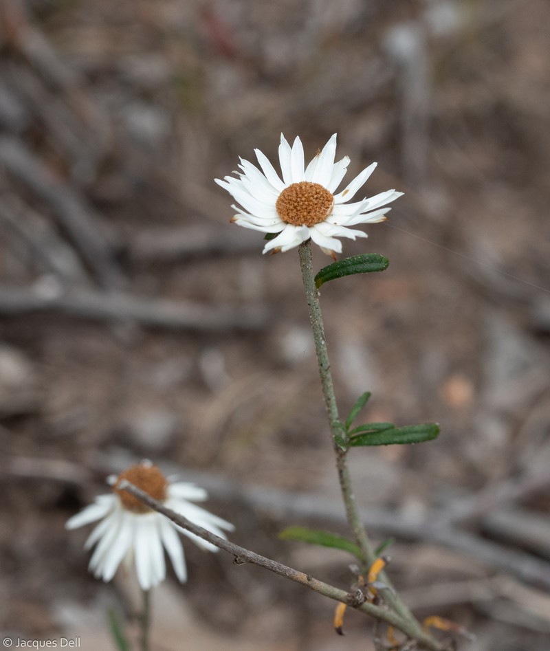 Argentipallium obtusifolium photo 2
