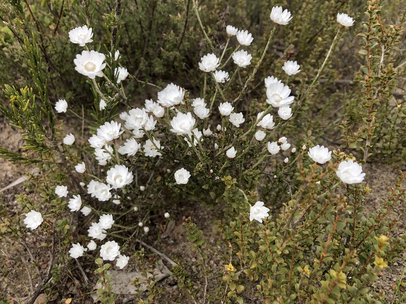 Argentipallium obtusifolium photo 3
