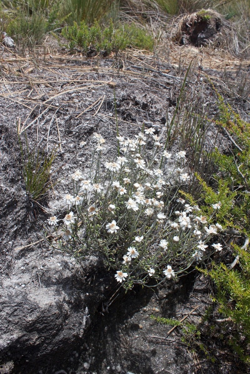 Argentipallium obtusifolium photo 4