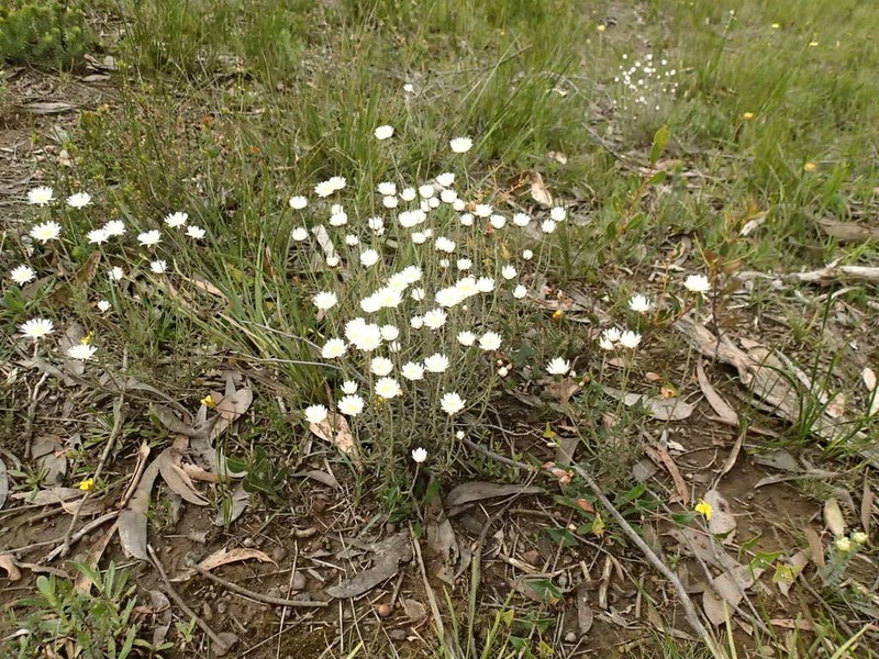 Argentipallium obtusifolium photo 5
