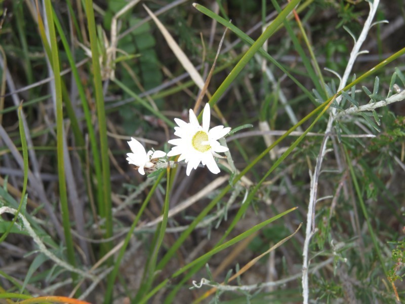 Argentipallium obtusifolium photo 6