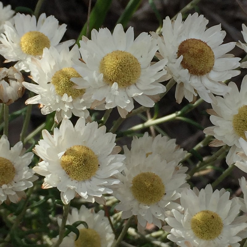 Argentipallium obtusifolium photo 7