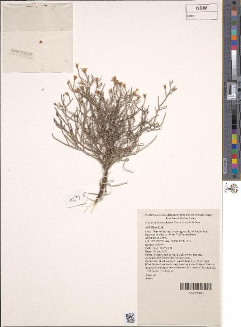 Argentipallium tephrodes photo 2