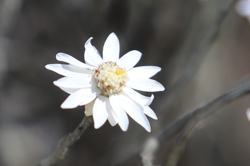 Argentipallium tephrodes