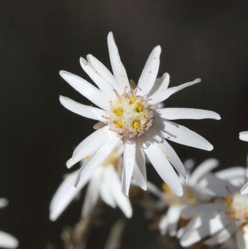 Argentipallium tephrodes photo 3