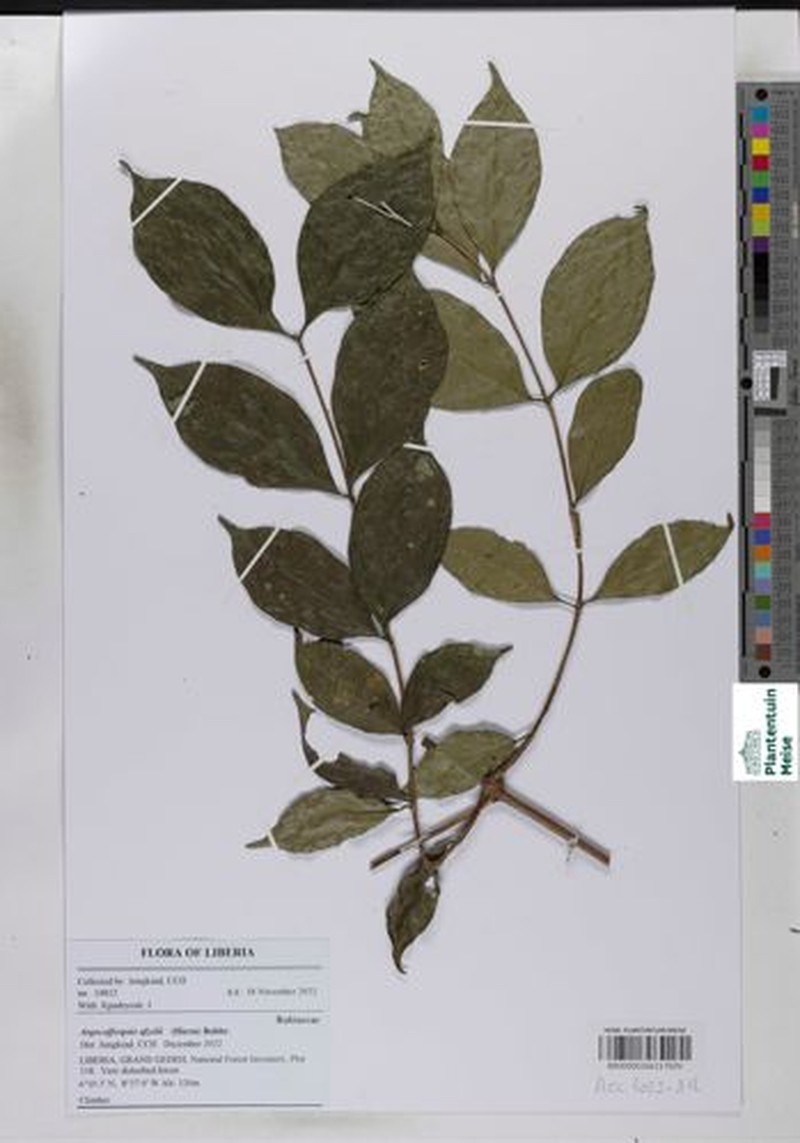 Argocoffeopsis afzelii