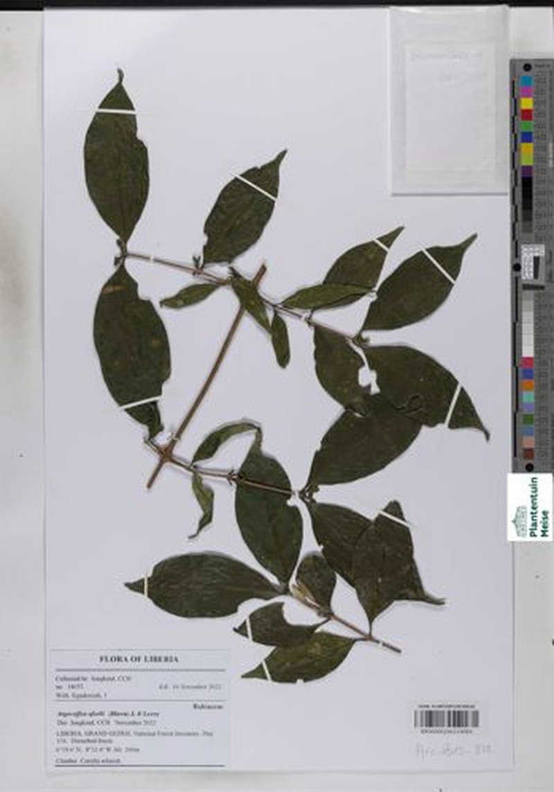 Argocoffeopsis afzelii photo 2