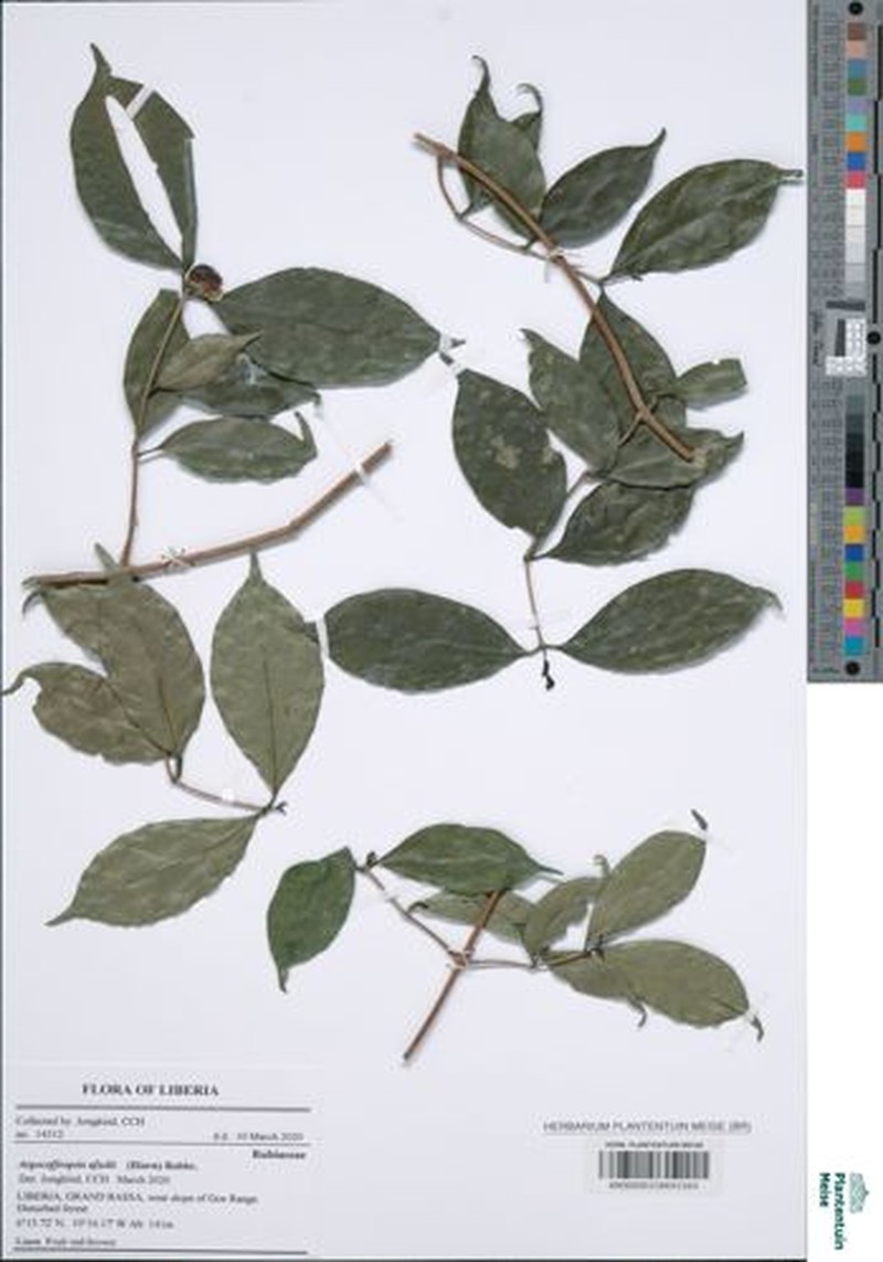 Argocoffeopsis afzelii photo 3