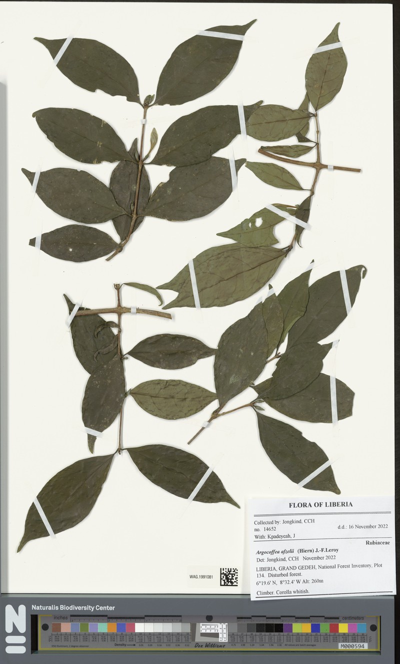 Argocoffeopsis afzelii photo 4