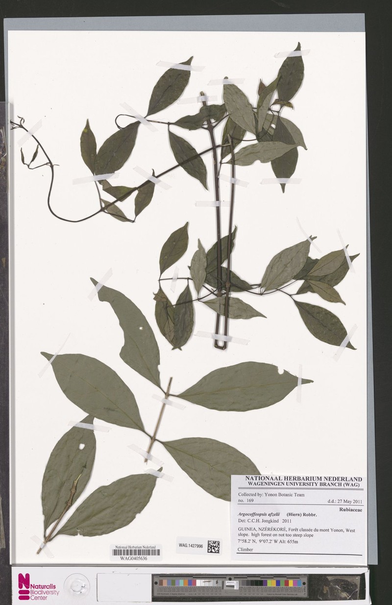 Argocoffeopsis afzelii photo 5