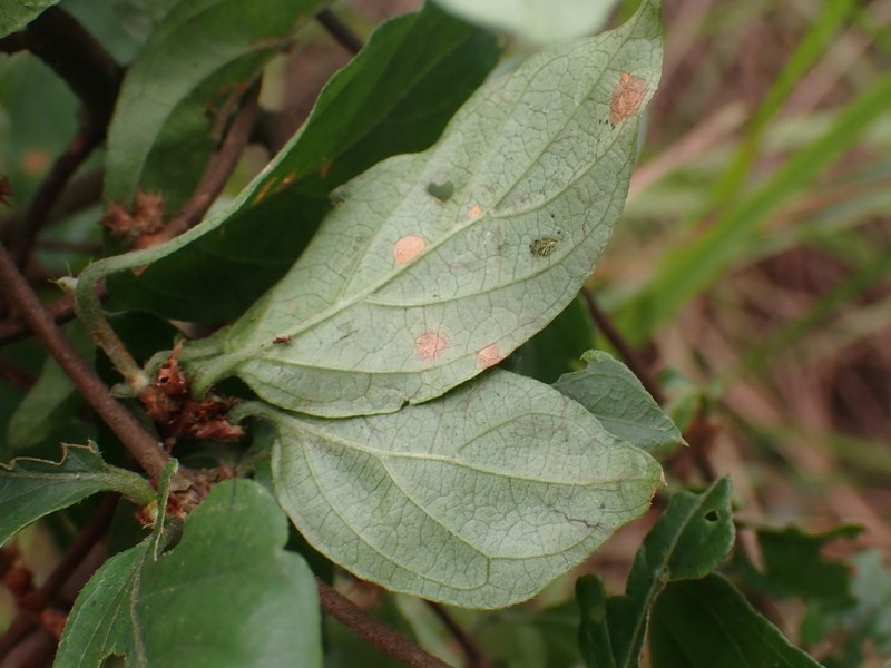 Argocoffeopsis eketensis