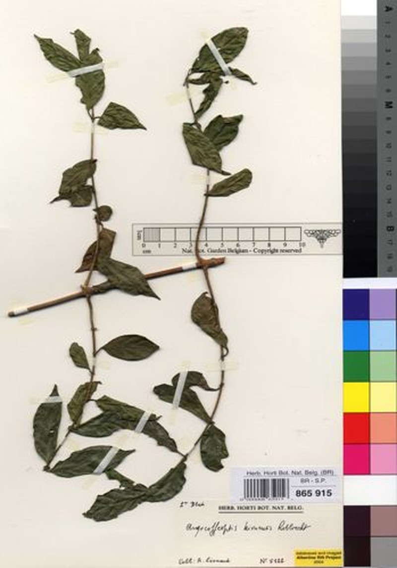 Argocoffeopsis kivuensis