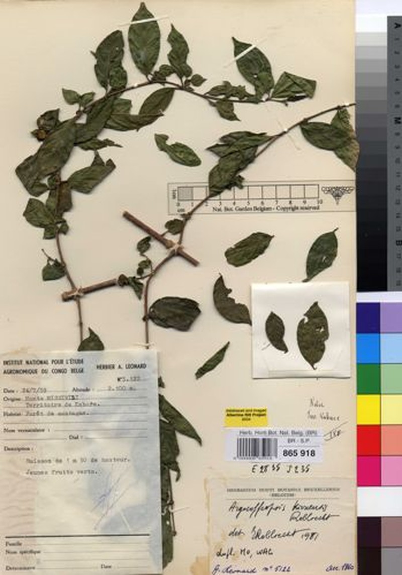 Argocoffeopsis kivuensis photo 2