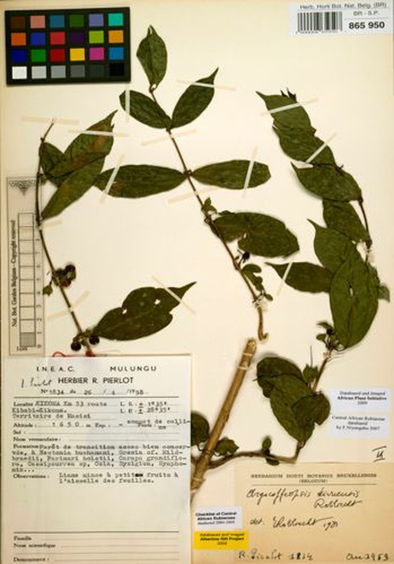 Argocoffeopsis kivuensis photo 3