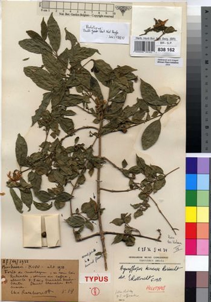 Argocoffeopsis kivuensis photo 4