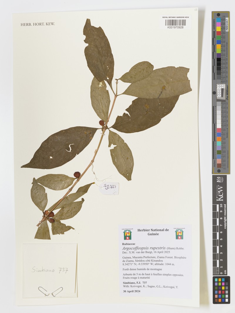 Argocoffeopsis rupestris