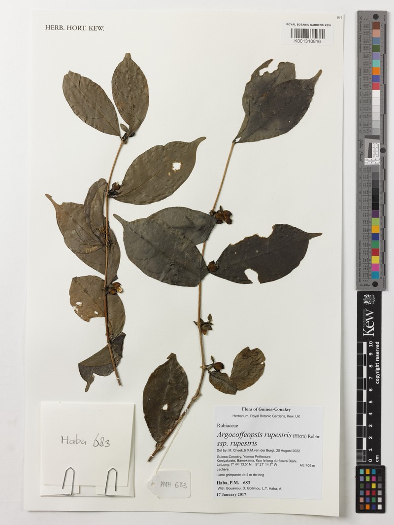 Argocoffeopsis rupestris photo 2
