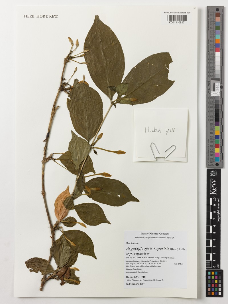 Argocoffeopsis rupestris photo 3
