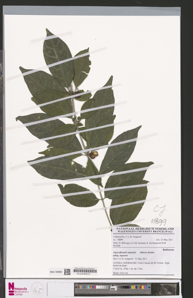 Argocoffeopsis rupestris subsp. rupestris photo 3