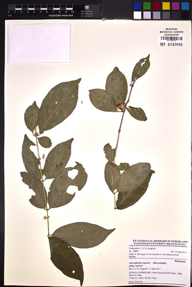 Argocoffeopsis rupestris subsp. rupestris photo 4