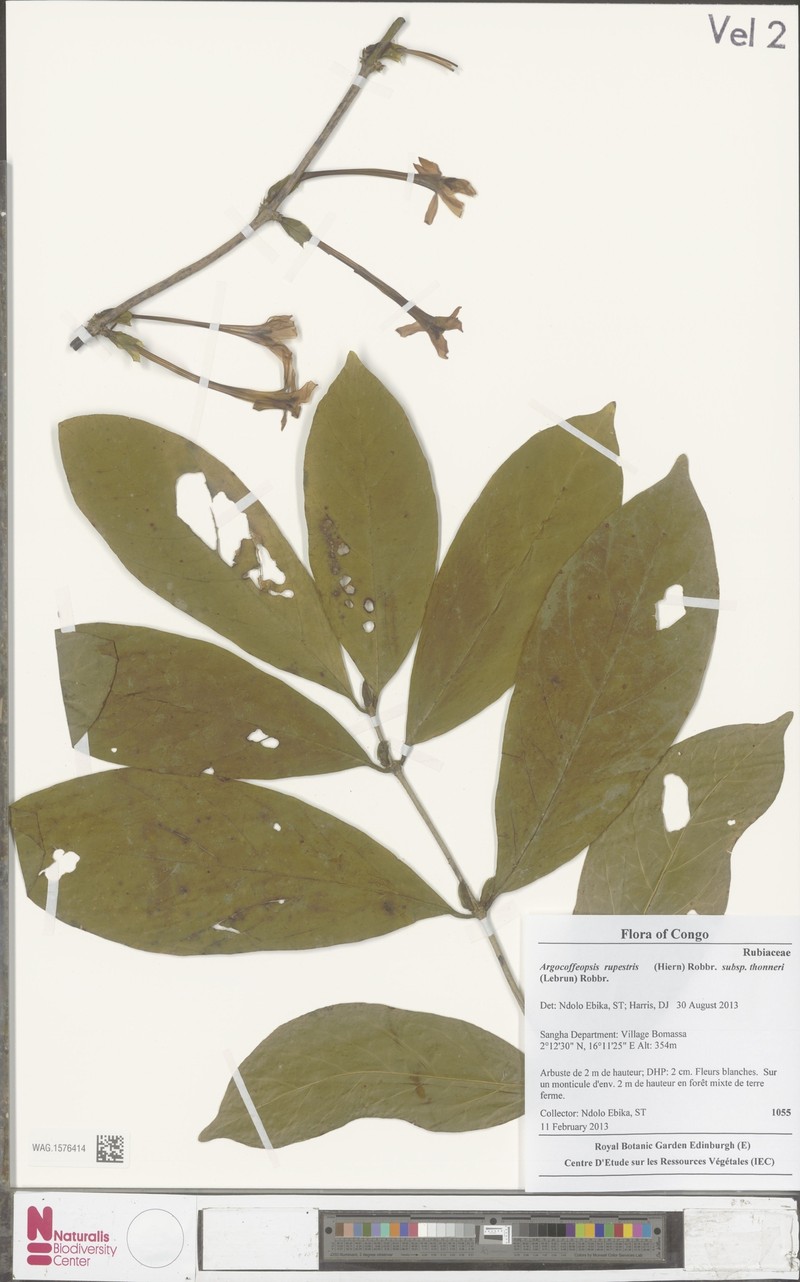 Argocoffeopsis rupestris subsp. thonneri