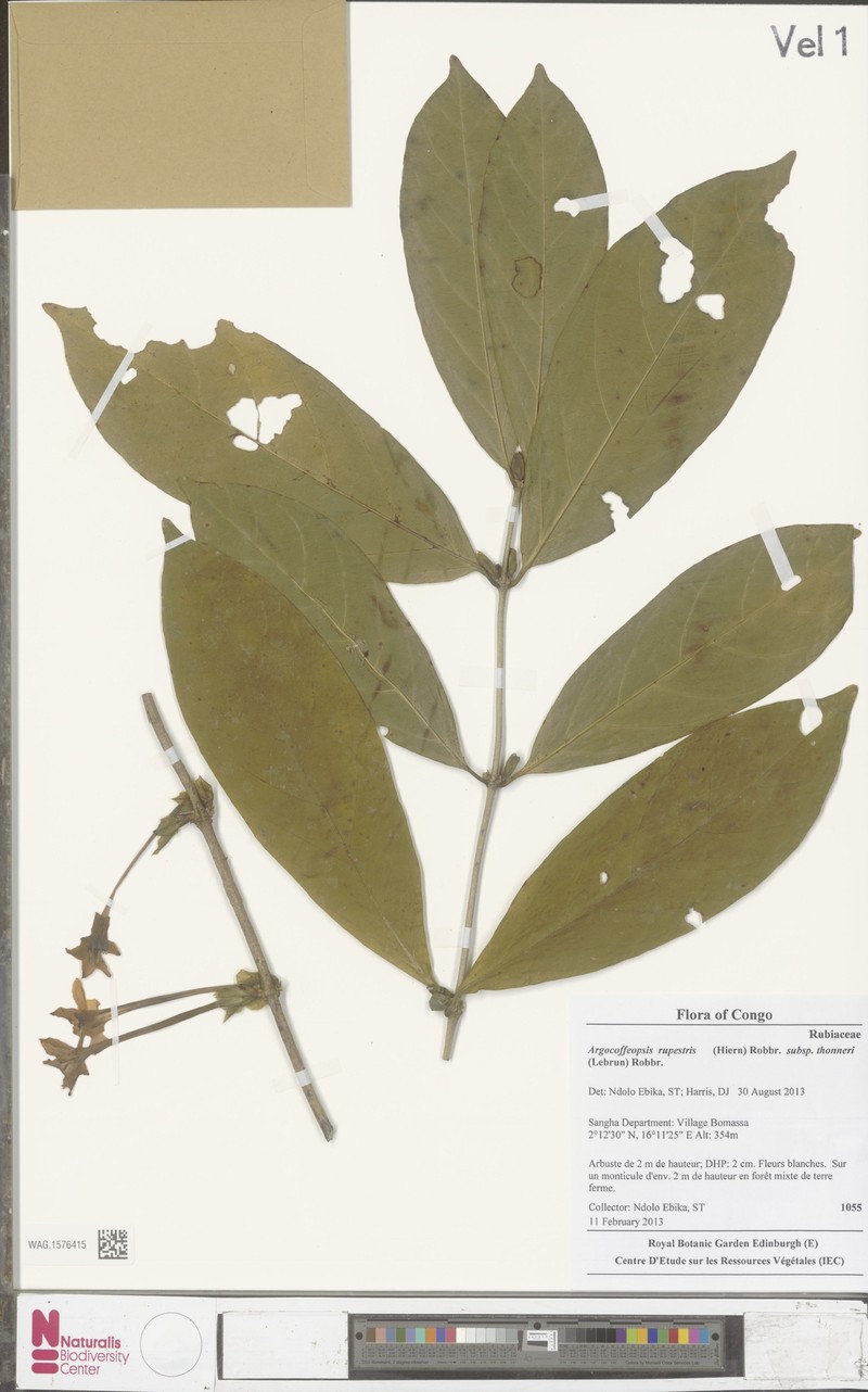 Argocoffeopsis rupestris subsp. thonneri photo 2