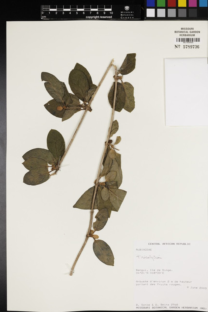 Argocoffeopsis rupestris subsp. thonneri photo 3