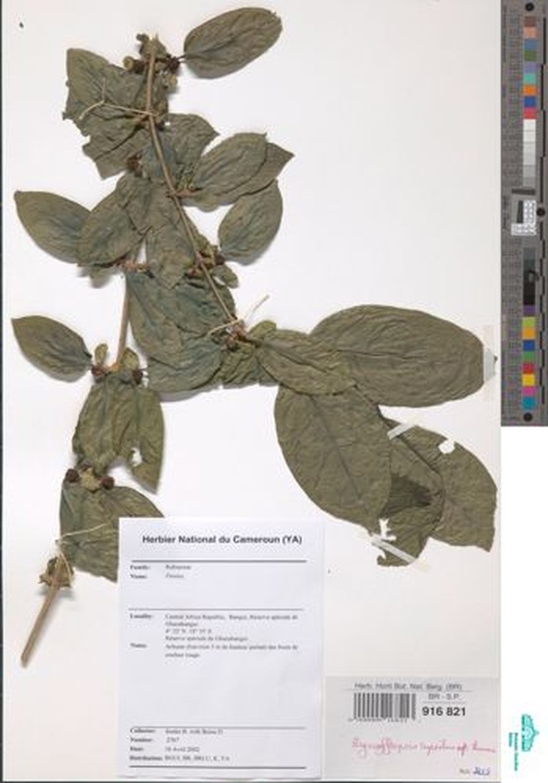 Argocoffeopsis rupestris subsp. thonneri photo 4